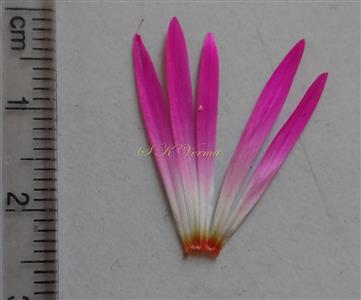 Staminodes